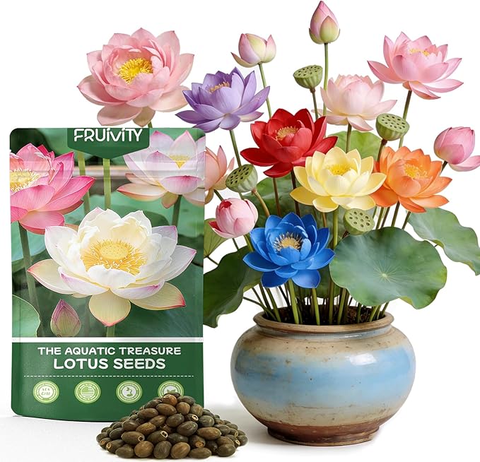 30 PCS Lotus Seeds for Planting in Water - Mixed Color Bowl Lotus Seeds, Aquatic Plant Water Lily Seeds for Indoor Bonsai, Outdoor Ponds & Garden