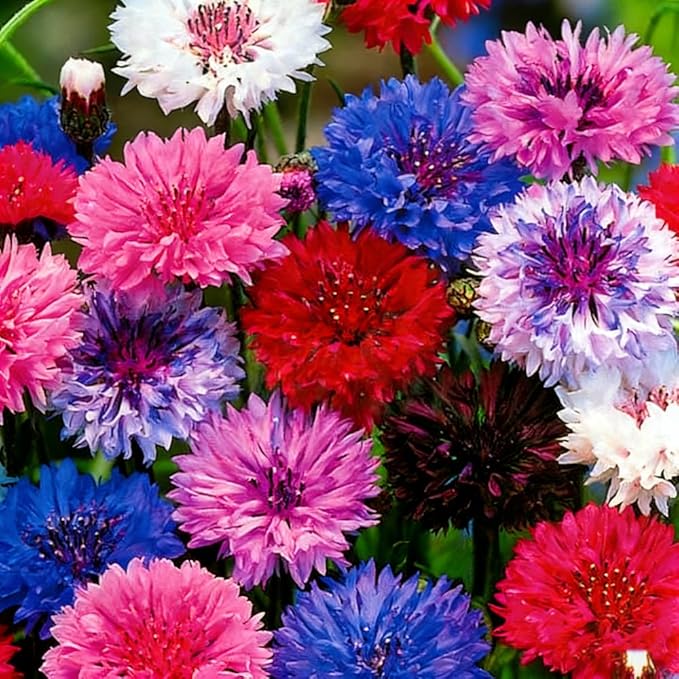 1107+ Perennial Cornflower Seeds Mix for Planting,Dwarf Colorful Cornflower Seeds Corn Flowers Seed Non-GMO Heirloom Plant Seed Home Garden