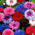 1107+ Perennial Cornflower Seeds Mix for Planting,Dwarf Colorful Cornflower Seeds Corn Flowers Seed Non-GMO Heirloom Plant Seed Home Garden