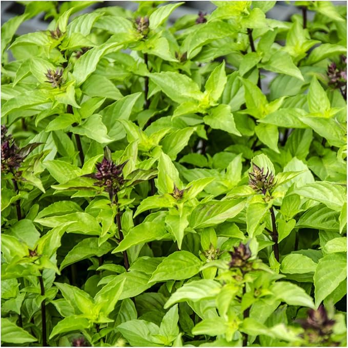 Seed Needs Basil Seeds for Planting Thai Basil Herbs - Non-GMO Heirloom & Untreated Herb Seed to Grow a Fresh Indoor or Outdoor Home Grown Culinary Garden (1 Pack)
