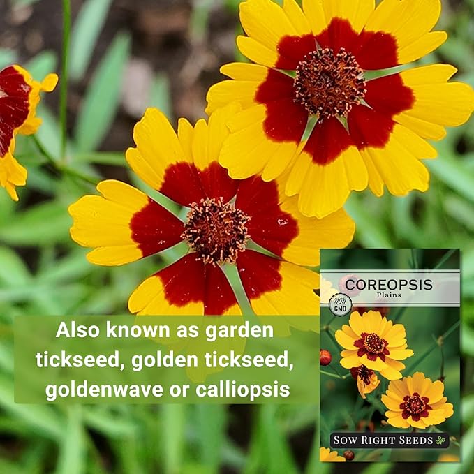Sow Right Seeds - Plains Coreopsis Seeds - Non-GMO Heirloom Annual Variety - Pollinator Friendly, Drought Tolerant Flowers - Easy to Grow Tickseed - Ideal for Gardens, Borders, Wildflower Areas (1)