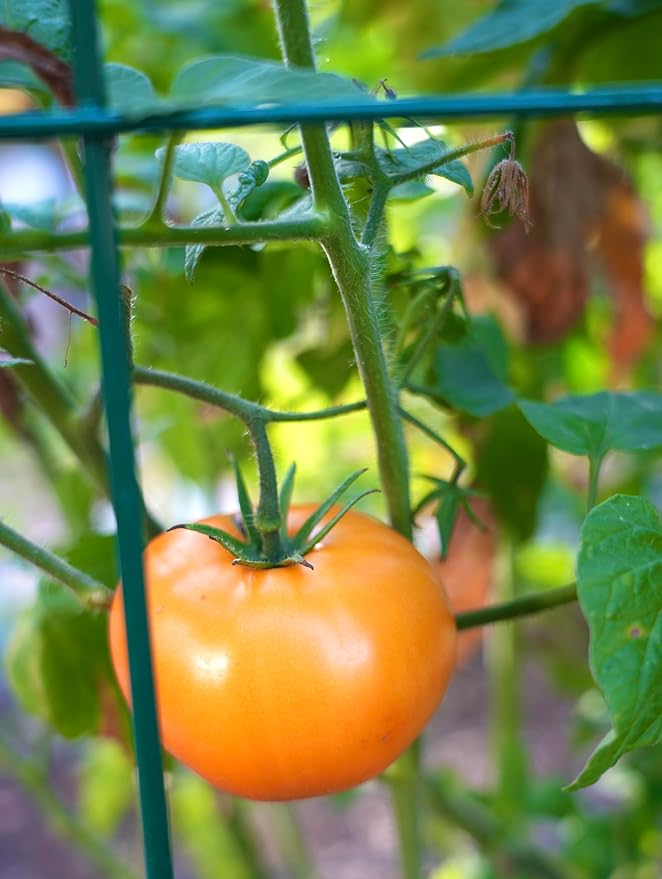 Happy Trees Large Heavy Duty Tomato Cages - Support for Climbing Vegetables and Plants - 18" x 18" x 58" - Thick Gauge Galvanized Steel, Collapsible Easy Storage, 3-Pack, Made in USA