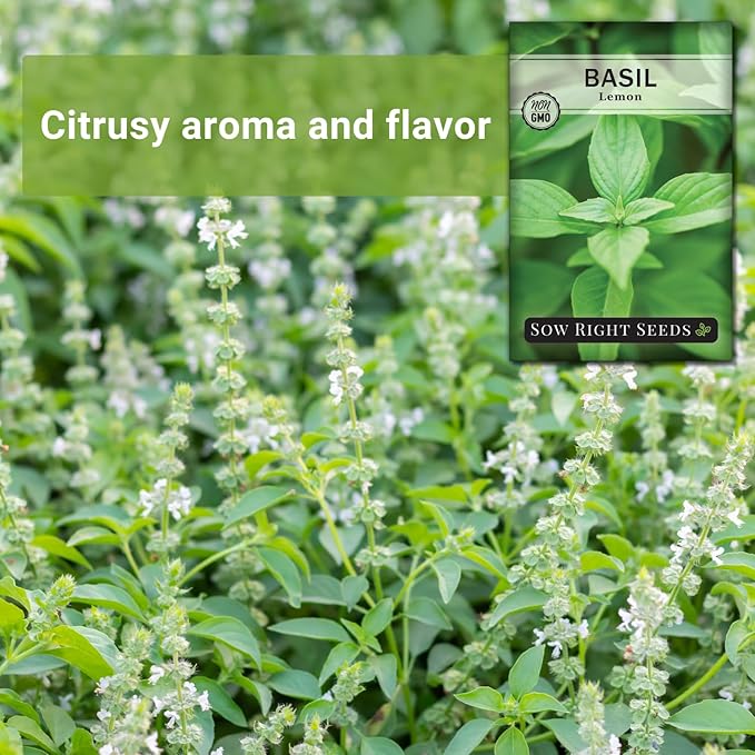 Sow Right Seeds - Lemon Basil Seed for Planting - Non-GMO Heirloom Packet with Instructions to Grow a Kitchen Herb Garden - Indoors or Outdoor - Great for Hydroponic Gardening, Lemony Flavor (1)