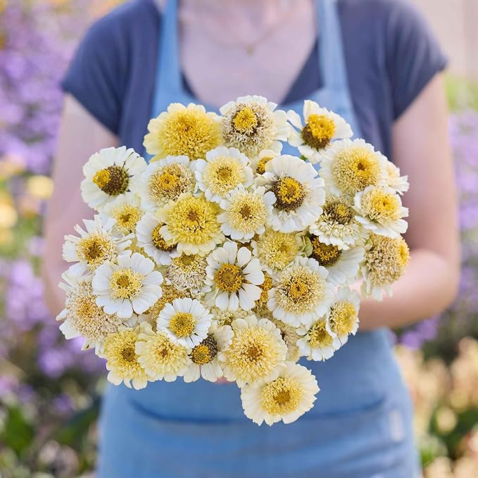 Eden Brothers Zinnia Seeds - Cresto! Cream