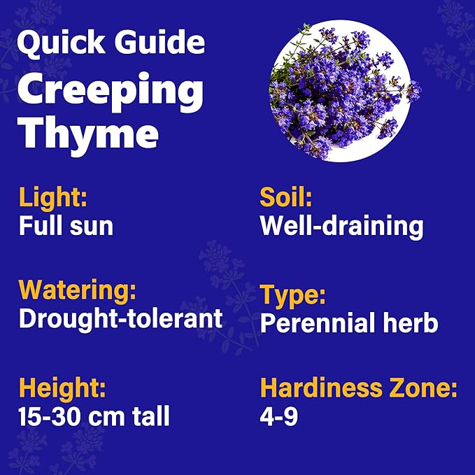 18000+ Creeping Thyme Ground Cover Seeds for Planting Outdoor-Thymus Serpyllum Herb Plants Garden Plant in Your Garden Paths Landscaping Hardy Drought Tolerant Heirloom Open-Pollinated