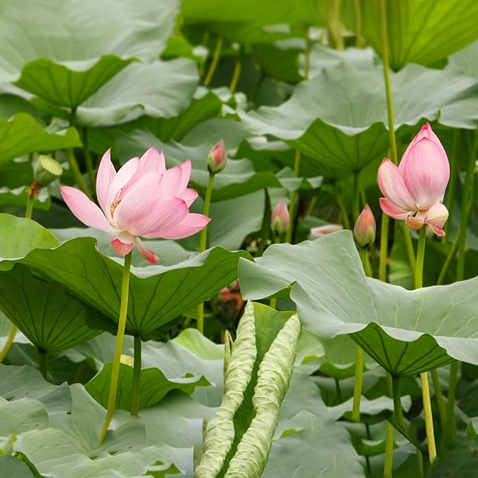 Doter Aquatic Soil for Plants - 2.2LBS, Clay Aquarium Soil Suitable for Small Ponds & Water Plants Like Lotus & Water Lily, Safe for Fish & Aquatic Life (Pack of 2)