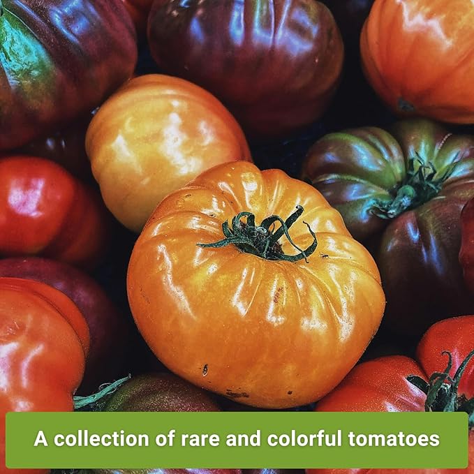 Sow Right Seeds - Rare Colorful Heirloom Tomato Seed Collection for Planting - Cherokee Green, Black Krim, Hillbilly, Black Beauty, Ponderosa Pink - Non-GMO Varieties to Plant a Home Vegetable Garden