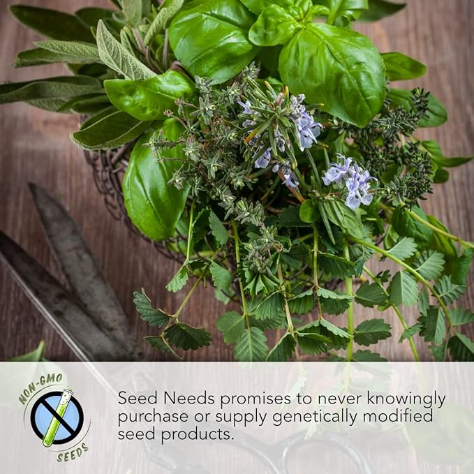 Seed Needs Spicy Globe Basil Seeds for Planting - Non-GMO Heirloom & Untreated Culinary Herb Seed to Plant an Indoor or Outdoor Home Grown Kitchen Garden (1 Pack)
