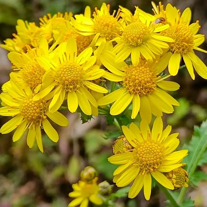 2500pcs Oxeye Daisy Seeds - Wild Chrysanthemum Leucanthemum Vulgare, Non-GMO Perennial Flower Seeds, Pollinator Friendly & Drought Tolerant for Garden, Meadows, Containers