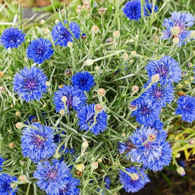 3200+ Mix Cornflower Seeds for Planting-Non-GMO Heirloom Plant Seeds Garden Outdoor