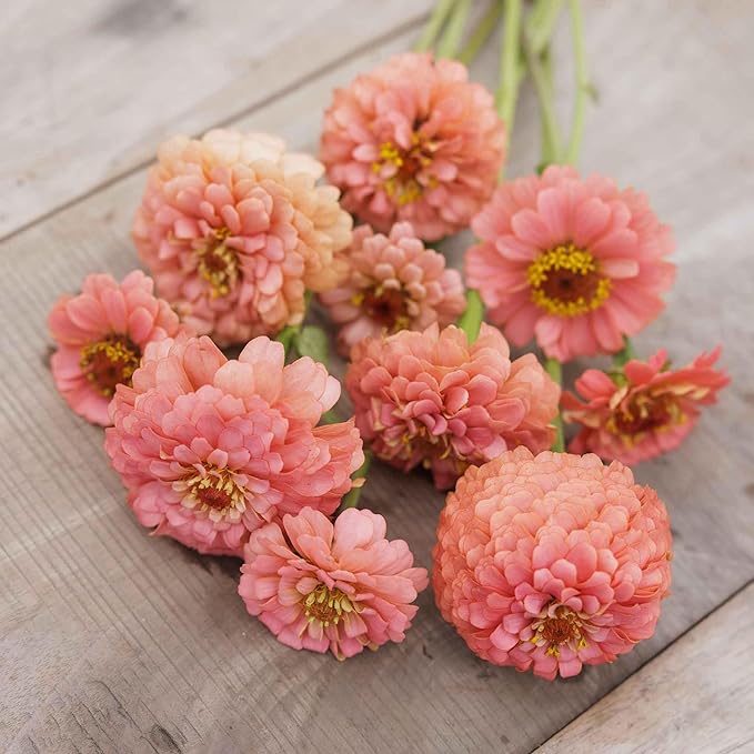 Eden Brothers Zinnia Seeds - Pumila Salmon, Non-GMO Seeds for Planting, 1/4 lb | Low-Maintenance Flower Seeds, Plant During Spring, Zones 3, 4, 5, 6, 7, 8, 9, 10