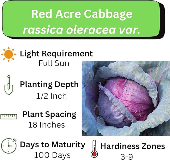 Red Acre Cabbage Seeds for Planting – Plant & Grow Heirloom Red Acre Cabbage in Home Outdoor Vegetable Garden, Brassica oleracea VAR. capitata– 1 Packet Approx 200 Seeds
