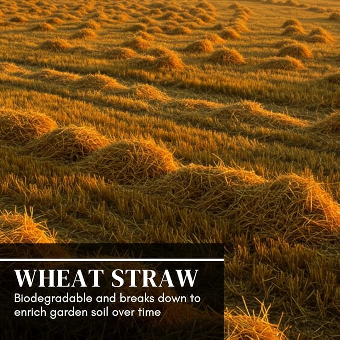 Premium Wheat Straw Growing Substrate – Clean, Dried & Chopped – Ideal for Mushroom Cultivation, Garden Mulch, Worm Bedding & Composting (12 Ounces)
