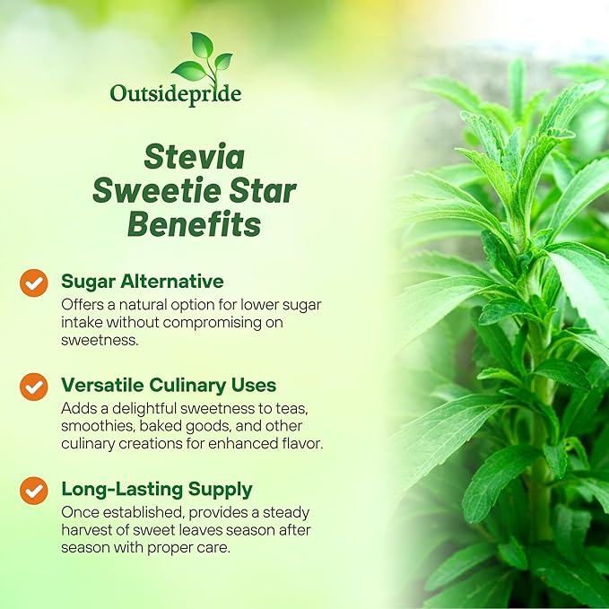 Outsidepride Stevia Sweetie Star Seeds - 25 Pcs. Perennial, Versatile & Low Maintenance, Herb Seeds for Planting Tender & Sweet Leaves, Great for Culinary Creations, Tea Blends, and Homemade Recipes