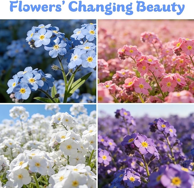 Forget Me Not Seeds 5500 Flower Seeds Forget-Me-Not Seed Packet Collection Forget-Me-Not Seeds for Planting Easy to Grow, Ground Cover Use, Perfect for Borders and Containers (Forget Me Not)