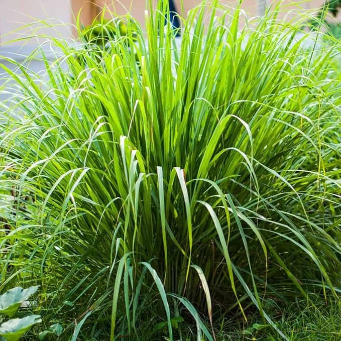 Lemon Grass Seeds 100 Seeds Cochin Malabar Grass Non-GMO Heirloom Culinary Herb for Planting Garden Outdoor Easy to Grow