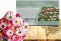 Outsidepride Paper Daisy Mix Helipterum Seeds - 2000 Pcs. Annual Low Maintenance & Pollinator-Friendly, Flower Seeds for Planting Vibrant Blooms for Gardens, Borders & Cut Flowers