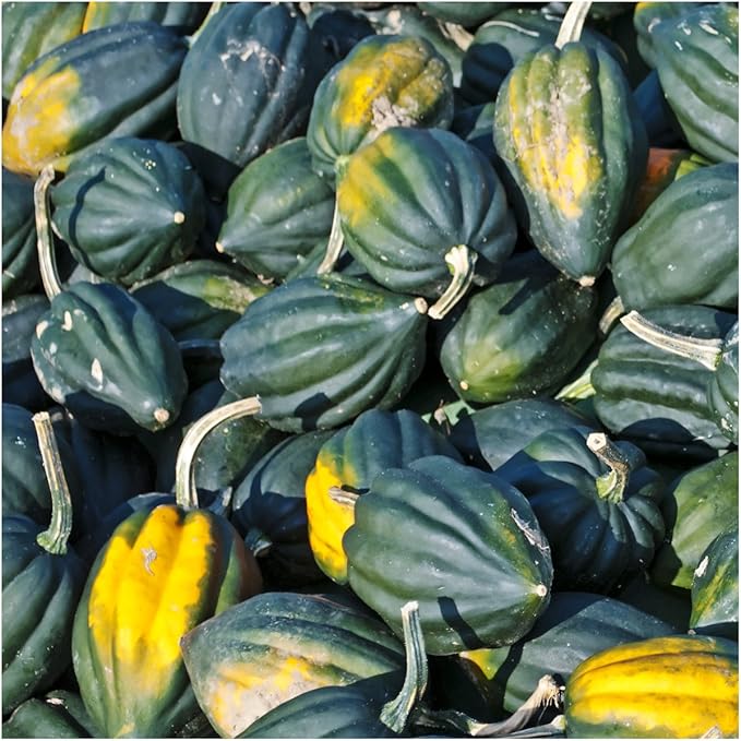 Seed Needs, Table Queen Winter Squash Seeds - 45 Heirloom Seeds for Planting Cucurbita Pepo - Non-GMO & Untreated to Plant an Outdoor Vegetable Garden (1 Pack)