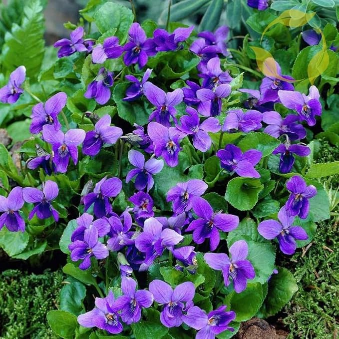 1000+ Viola Seeds -Sweet Violet Flower Seeds for Planting Outdoors,Perennial Viola Violets Flower Seed Non-GMO Fragrant Attract Butterflies & Open Pollinated for Home Garden