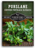 Purslane Seeds for Planting - Edible Green Portulaca Oleracea Verdolagas Heirloom Non-GMO Vegetable Seed for Home Garden - Survival Garden Seeds (1 Pack)