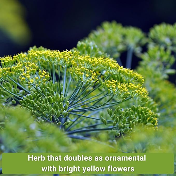 Sow Right Seeds - Dill Seed Collection for Planting - 2 Varieties Compact and Bouquet - Non-GMO Heirloom Packet with Instructions to Grow Kitchen Herb Garden - Indoors or Outdoors - Fragrant Culinary