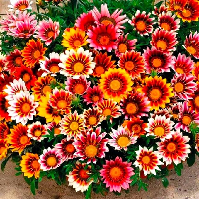 Showy Gazania Flower Mix Perennial 100+ Seeds for Planting Non-GMO Treasure Flower African Daisy