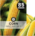 Corn Sweet Bantam 12 – 85 Premium Seeds for Planting – Classic Heirloom Sweet Corn Variety for The 2026 Season – 25 Gram Pouch