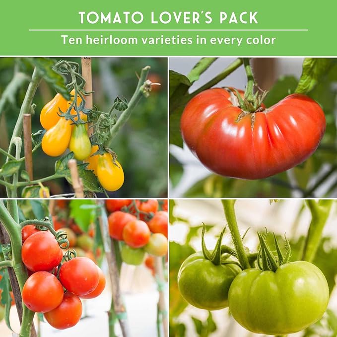 Tomato Seeds 10 Variety Pack for Planting - Black Krim, Roma, Cherry, Aunt Ruby's Green, Orange Cherry, Mortgage Lifter, Brandywine, & More - Non-GMO Heirloom Tomatoes - Survival Garden Seeds
