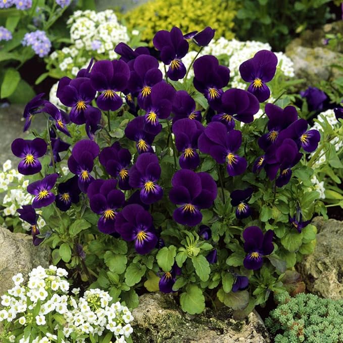 Outsidepride King Henry Viola Pansy Seeds for Planting - 2000 Pcs. Perennial, Cold-Hardy & Pollinator Friendly Flowers with Fragrant Blooms for Garden Beds, Borders & Container Displays
