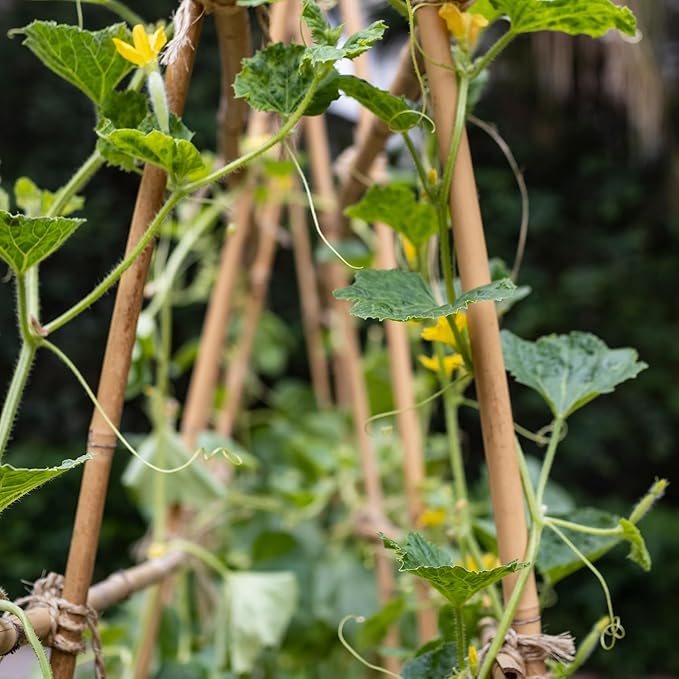 Plant Stakes,20Pcs Bamboo Stakes,18 Inches Natural Bamboo Plant Support Stakes,Bamboo Stakes for Indoor and Outdoor Plants Tomatoes Beans Flowers Potted Plants Climbing Support