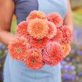 Eden Brothers Zinnia Seeds - Benary Giant Salmon Rose