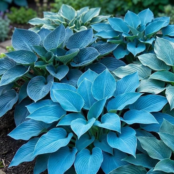 200+ Seeds Perennial Hosta Flower Seed for Planting Outdoors Garden Beauties