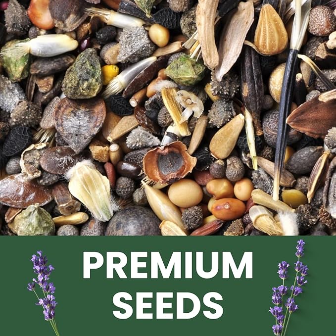 Lavender – 28,000 Seeds for Planting – 2026 Season – 1 Ounce Pouch