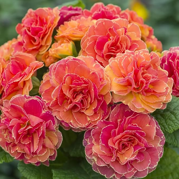 302 Mixed Perennial Primrose Seeds for Planting-Fragrant Double Primula Auricula Seeds-Primula Malacoides Early Blooming Flower Seed for Gardens & Outdoor Containers