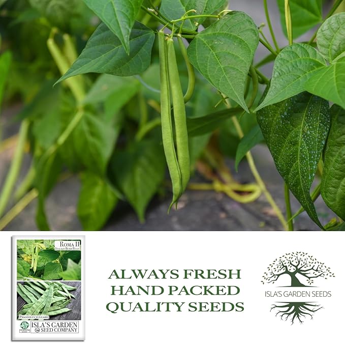 Roma II Italian Bush Bean Seeds (Phaseolus vulgaris) – 30+ Heirloom Non GMO Seeds by Isla’s Garden Seeds – Delicious Flat Green Pods for Home Vegetable Gardens, Easy to Grow Bush Beans, Gift Idea