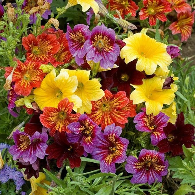 Outsidepride Painted Tongue Salpiglossis Seeds - 5000 Pcs. Annual, Versatile & Pollinator Friendly, Flower Seeds for Planting Vibrant Trumpet-Shaped Mixed Blooms for Garden Beds & Cut Flower Bouquets