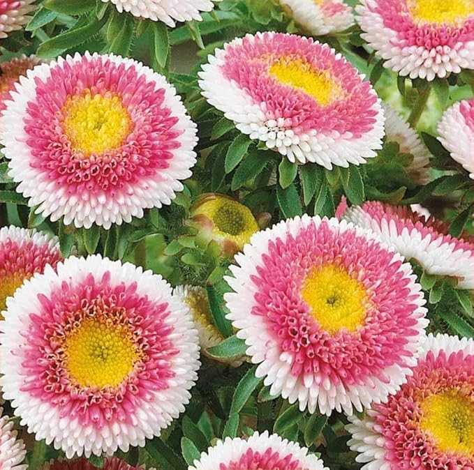 1000+ Perennial Mix Aster Flower Seeds for Planting Outdoors-Attracts Bees&Butterflies Fragrant Butterfly﻿