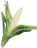 Burpee Silver Queen Sweet Corn Seeds – Classic White Sweet Corn Variety for Backyard Gardens, 200 Seeds
