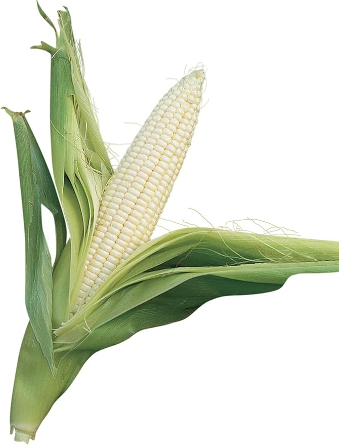 Burpee Silver Queen Sweet Corn Seeds – Classic White Sweet Corn Variety for Backyard Gardens, 200 Seeds