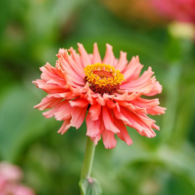 Eden Brothers Zinnia Seeds - Senorita, Non-GMO Seeds for Planting, 1/4 lb | Low-Maintenance Flower Seeds, Plant During Spring, Zones 3, 4, 5, 6, 7, 8, 9, 10