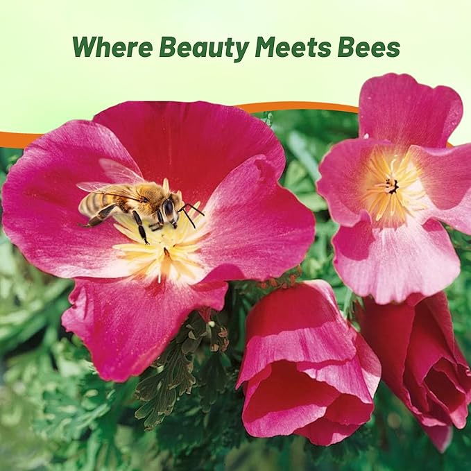 Outsidepride Purple Gleam California Poppy Seeds - 5000 Pcs. Annual, Drought-Tolerant & Easy to Grow Eschscholzia Wildflower Seeds for Vibrant Purple Blooms, Ideal for Borders & Pollinator Gardens
