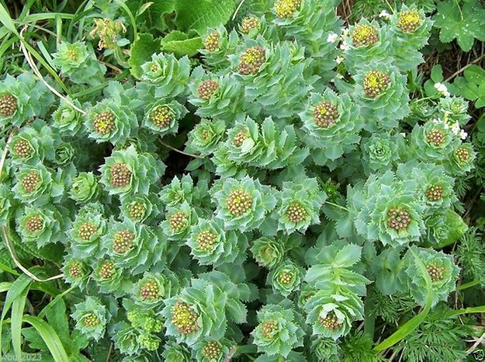 KVITER 50 Roseroot Seeds (Rhodiola Rosea) – Rhodiola Stonecrop Perennial Seeds/Golden Root/Arctic Root/King’s Crown/Aaron’s Rod Medicinal Herb Seeds – Non GMO, Organic Heirloom Seeds for Herb Garden