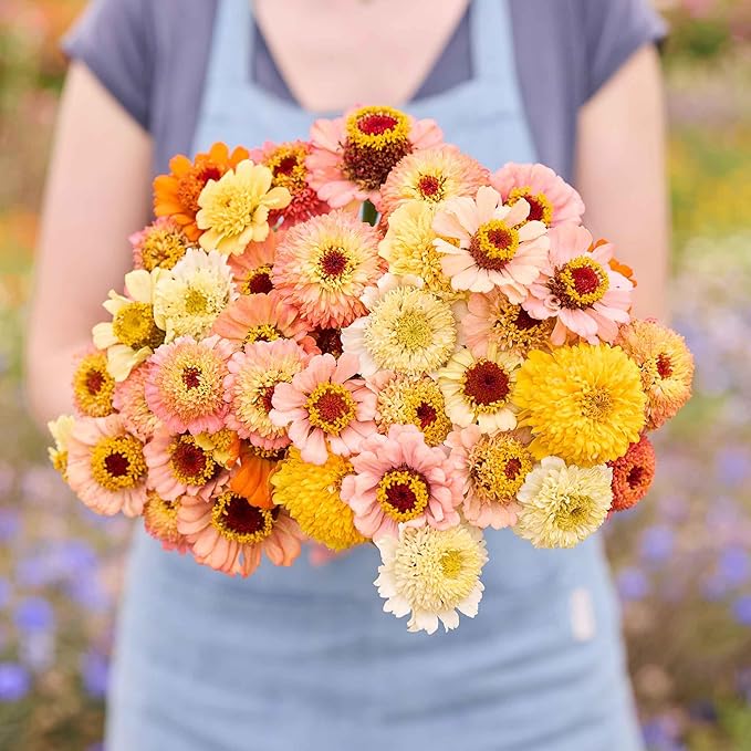 Eden Brothers Zinnia Seeds - Cresto! Peaches and Cream