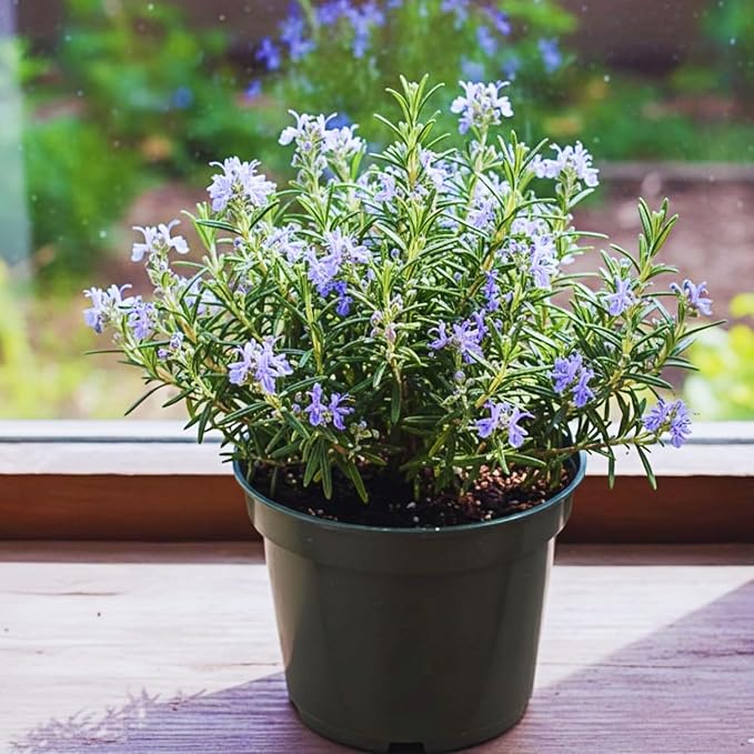 Rosemary Seeds for Ground Cover and Herb Garden, 1000+ Non-GMO Heirloom Seeds, Fragrant Evergreen Culinary Herb