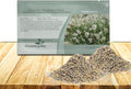 Outsidepride Ellagance Snow Lavender Seeds - 100 Pcs Perennial, Drought-Tolerant & Pollinator Friendly Herb Seeds for Planting Fragrant and Delicate Flowers with White Blooms for Xeriscaping Gardens