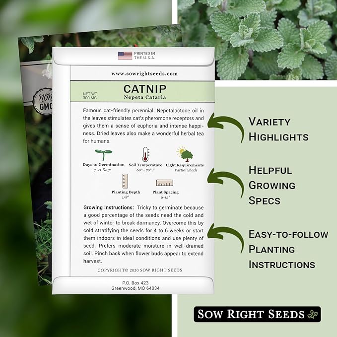 Sow Right Seeds - Catnip Seed for Planting - Popular Herb for Happy Cats - Non-GMO Heirloom Packet with Instructions to Plant and Grow - A Gift for The Cat Lover - Perennial Herb Indoors (4)