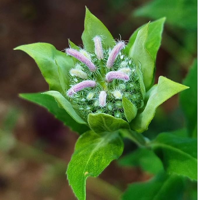 1000 Bee Balm Flower Seeds – Bright Red Perennial Blooms for Pollinator-Friendly Gardens