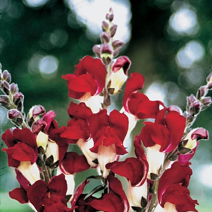 Park Seed Snap Dragon Flower Plant Seeds – Night and Day Variety with Striking Scarlet and White Blooms, Cool-Season Scented Annual for Beds and Borders, Bold Contrast for Spring and Fall, Pack of 100