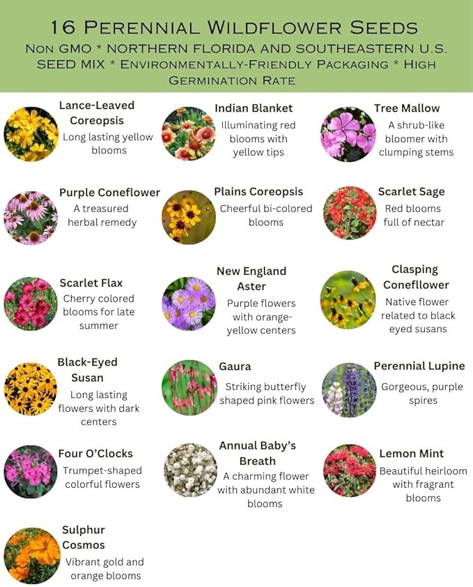 Northern Florida Bulk Perennial Wildflower Seed Mix 1lb Covers 2,000sq-ft - Attract Pollinators, Multi-Color Blooms - Southeast US Species Plant in Spring/Fall, Earth-Friendly Packaging (1/4 Pound)