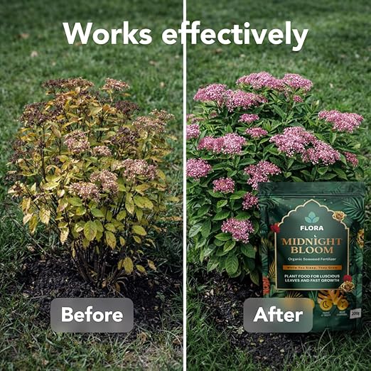 Flora Midnight Bloom Organic Seaweed Fertilizer Powder – 200g | Bio-Organic Plant Food for Indoor & Outdoor Plants | Fast Root Growth & Leaf Boost | Feeds at Night | 35+ Waterings